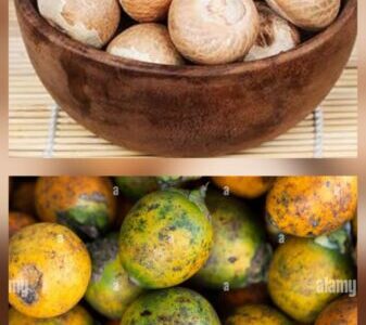 Areca Nut For Sale | පුවක් විකිණීමට ඇත.