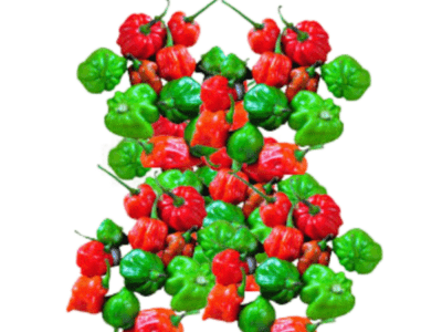 Nai Miris | නයිමිරිස්